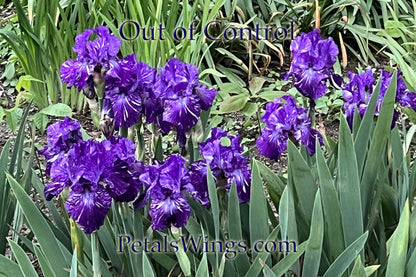 OUT OF CONTROL 1996 TB - Fragrant