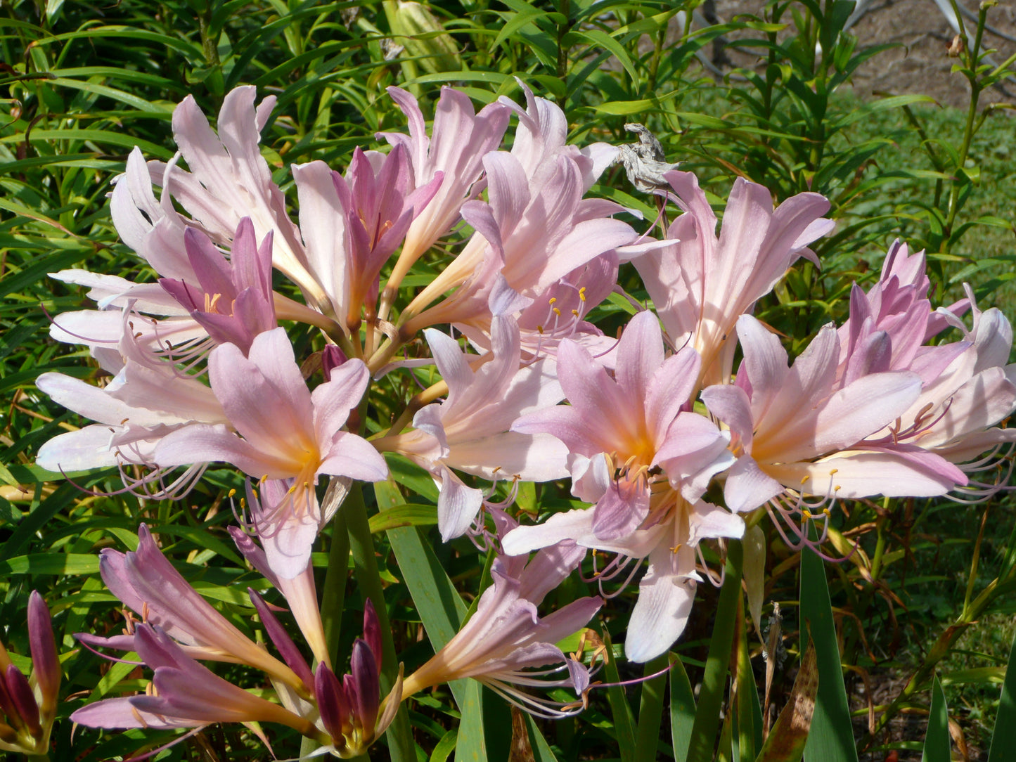 Magic Lily, Surprise Lily, Naked Ladies - Free shipping - shipping starts 5/13/24