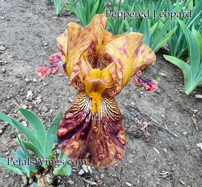 PEPPERED LEOPARD - Intermediate Bearded Iris