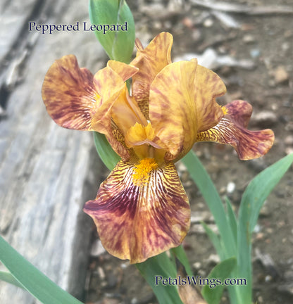 PEPPERED LEOPARD - Intermediate Bearded Iris