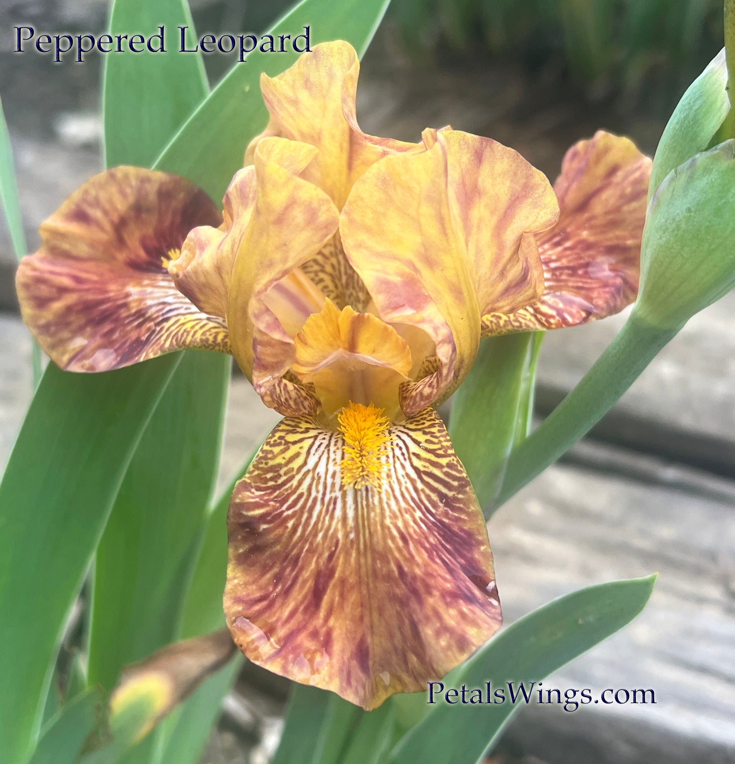 PEPPERED LEOPARD - Intermediate Bearded Iris