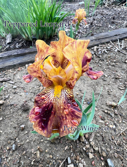 PEPPERED LEOPARD - Intermediate Bearded Iris