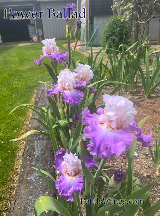 POWER BALLAD 2023 TB-Fragrant