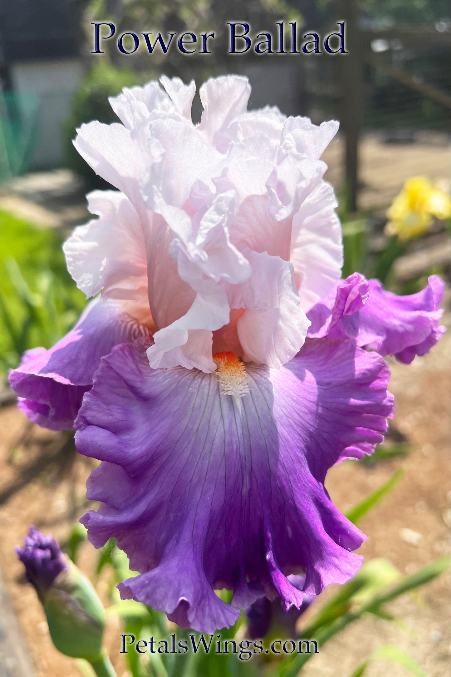 POWER BALLAD 2023 TB-Fragrant