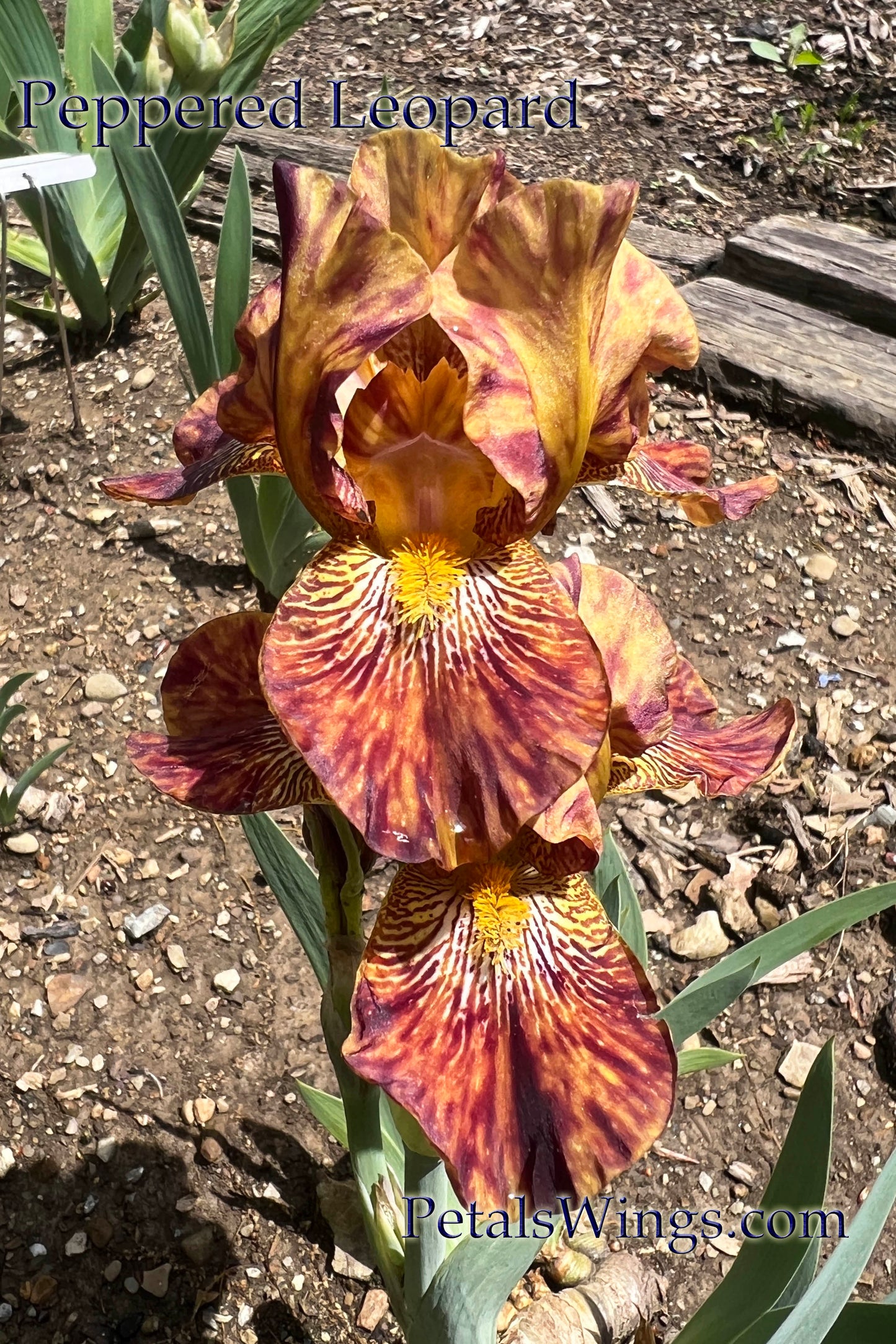 PEPPERED LEOPARD - Intermediate Bearded Iris