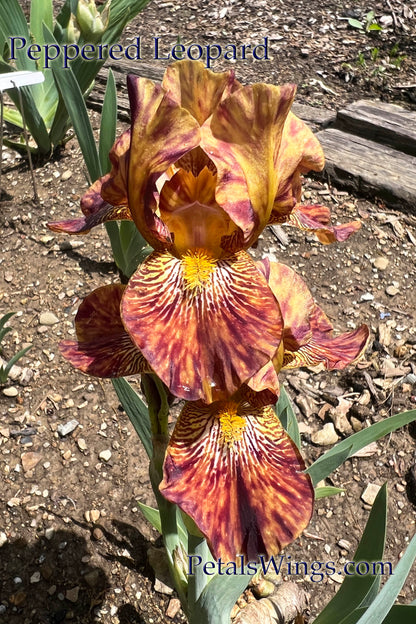 PEPPERED LEOPARD - Intermediate Bearded Iris