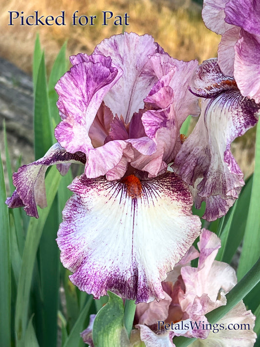 PICKED FOR PAT - 2018 - Tall Bearded Iris - Space Age - fragrant