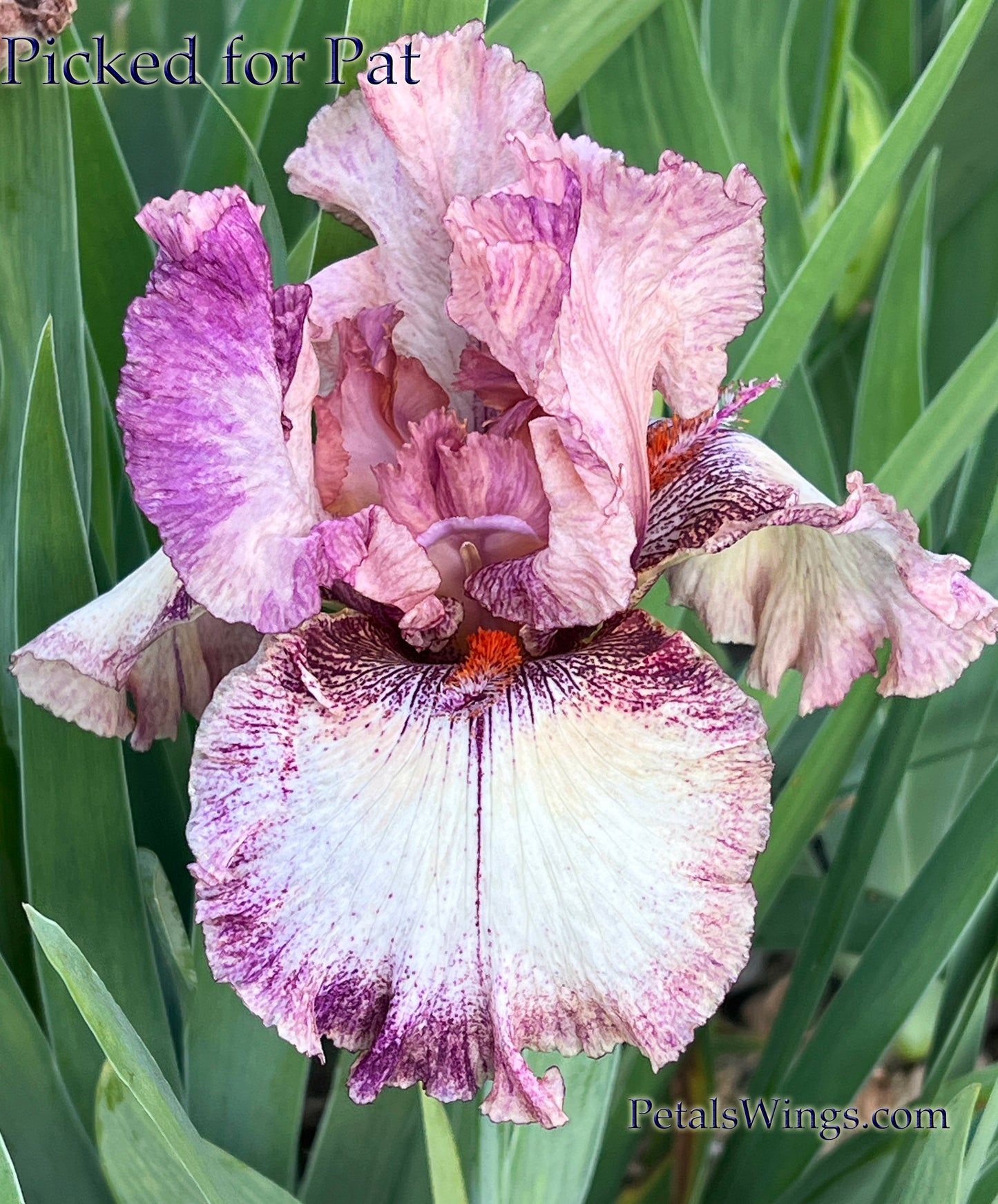 PICKED FOR PAT - 2018 - Tall Bearded Iris - Space Age - fragrant