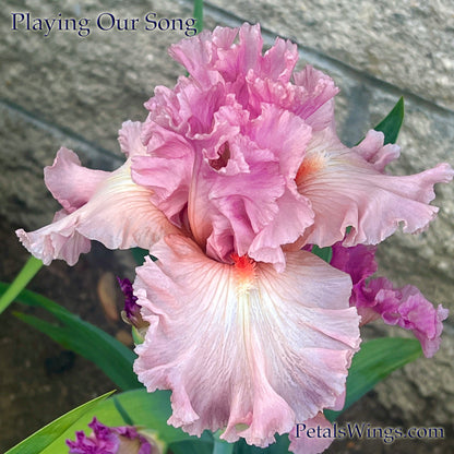 PLAYING OUR SONG - 2022  Tall Bearded Iris