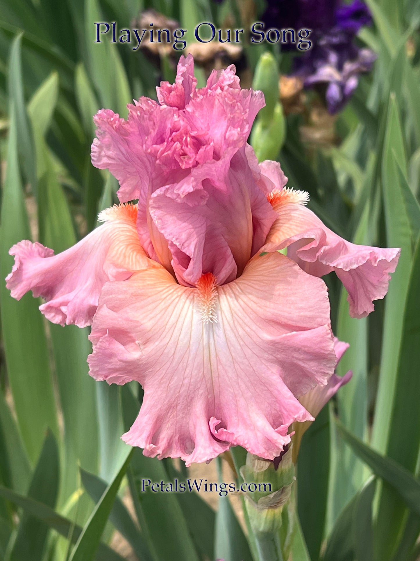 PLAYING OUR SONG - 2022  Tall Bearded Iris