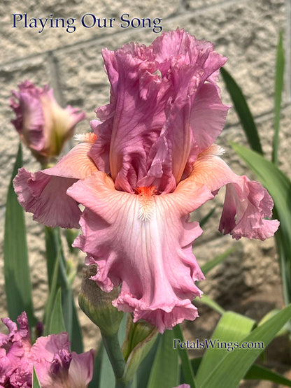 PLAYING OUR SONG - 2022  Tall Bearded Iris