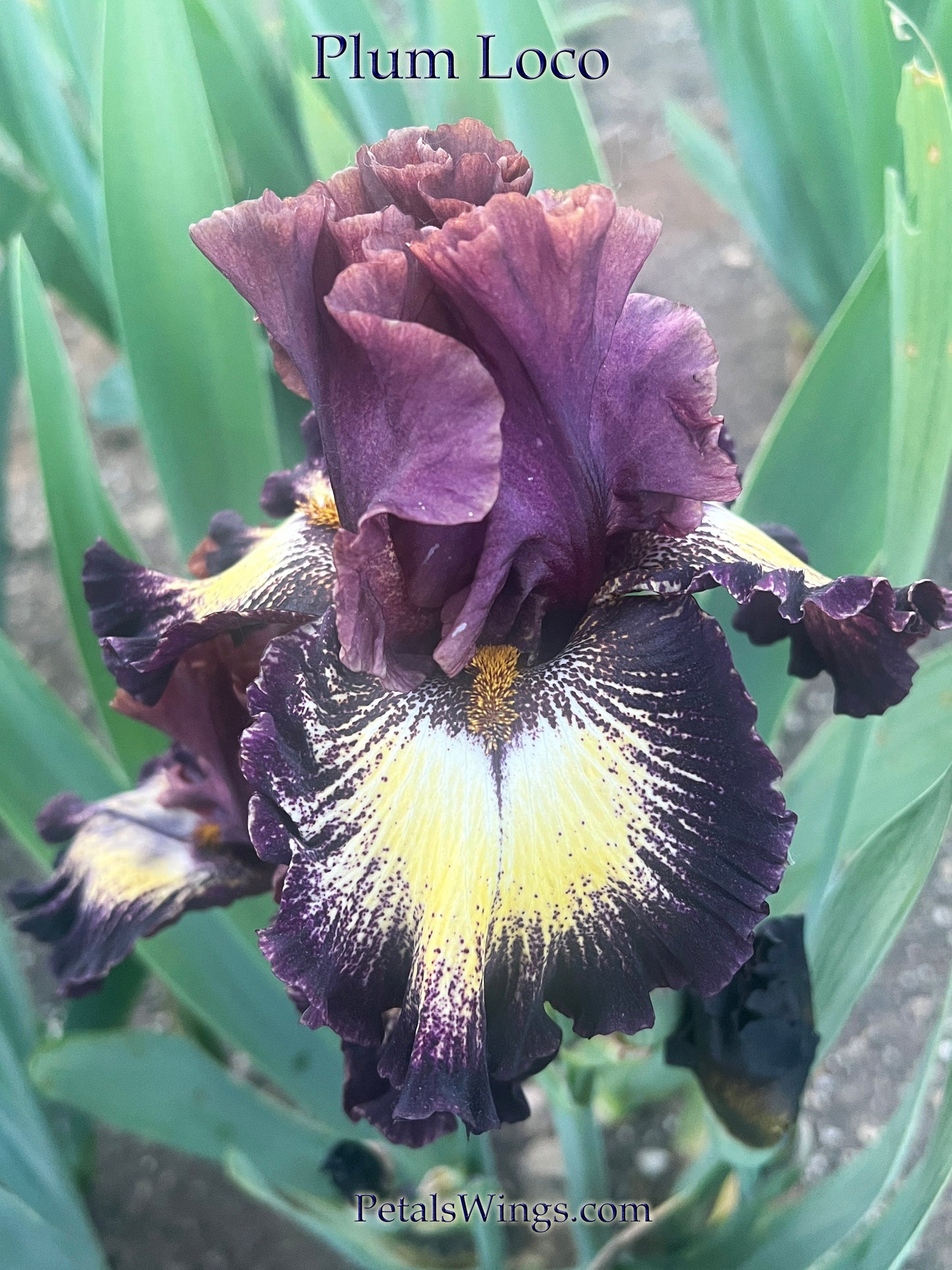 PLUM LOCO - 2021  Tall Bearded Iris