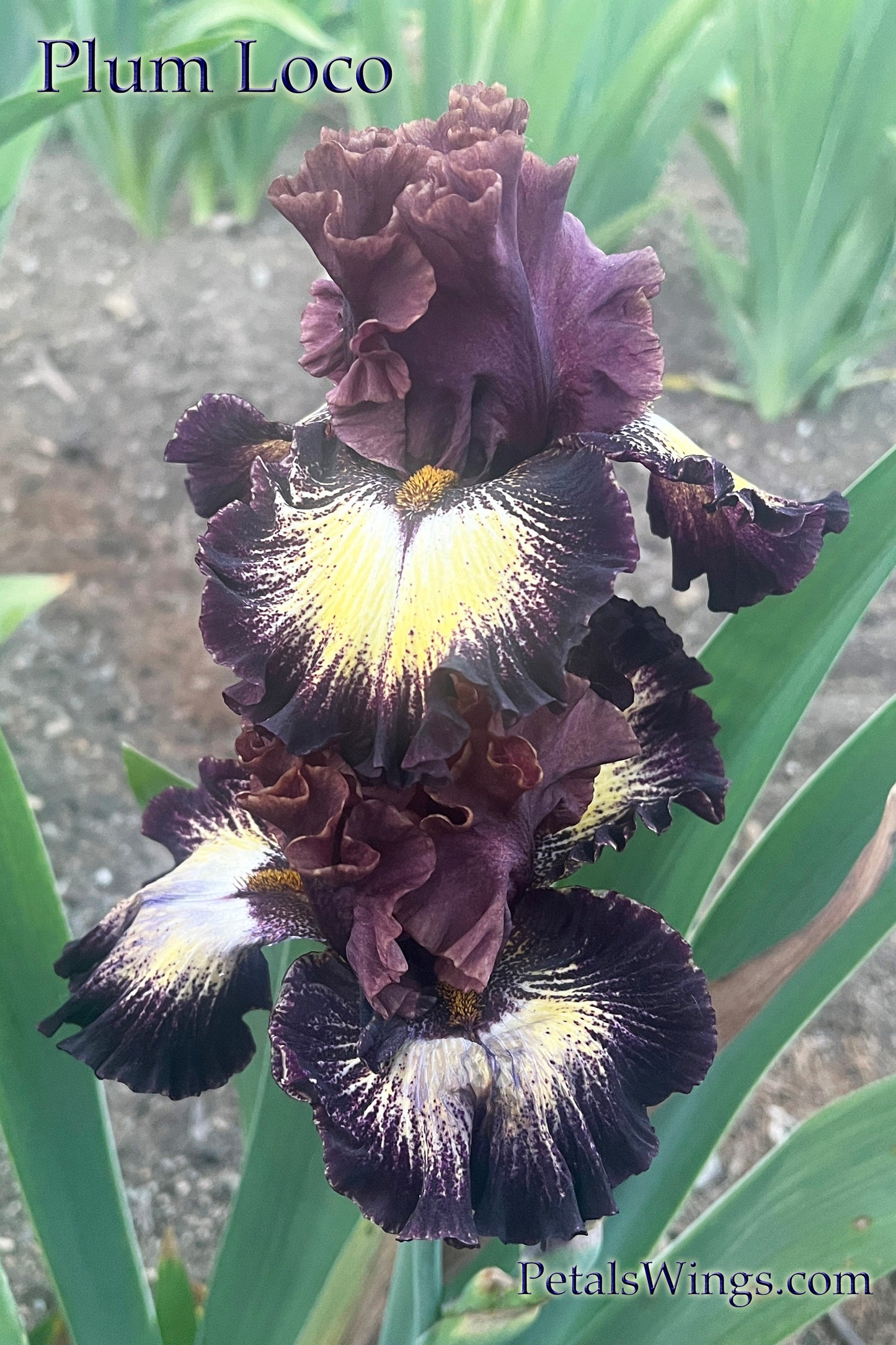 PLUM LOCO - 2021  Tall Bearded Iris