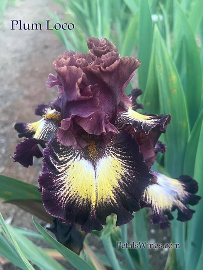 PLUM LOCO - 2021  Tall Bearded Iris