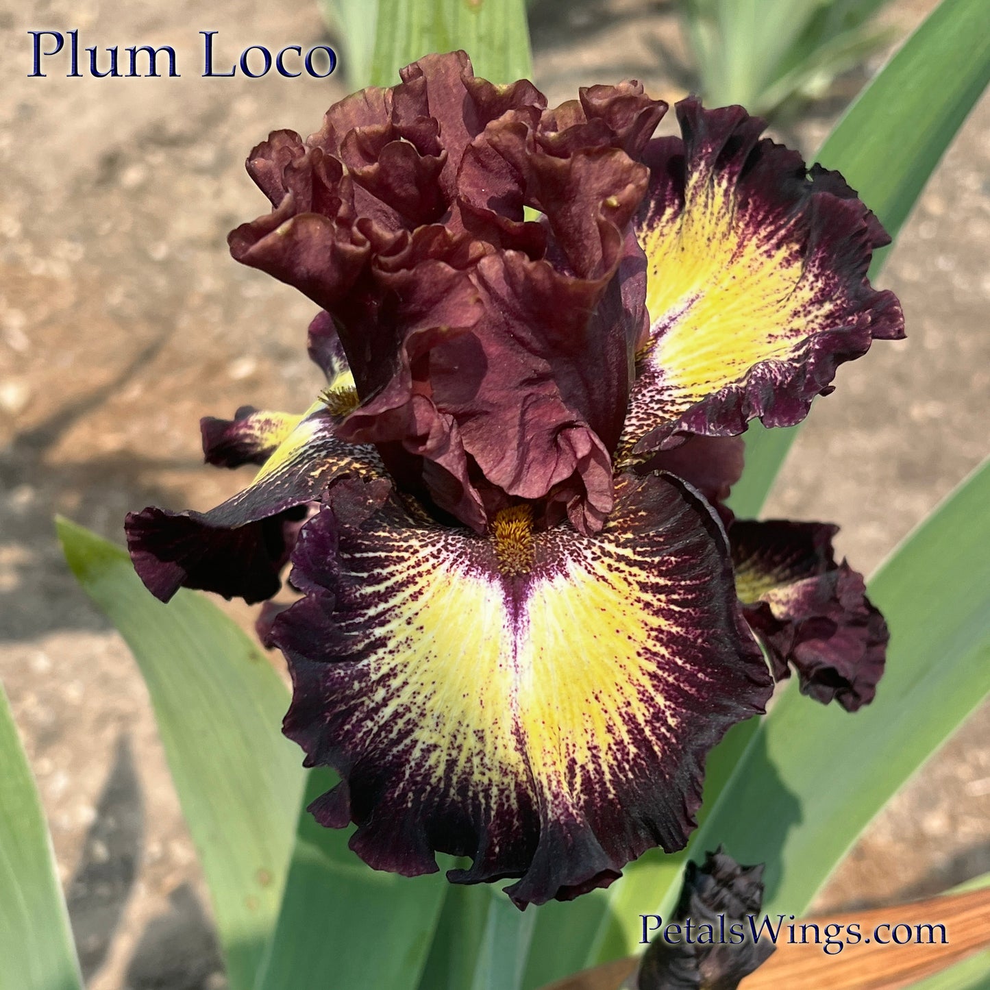 PLUM LOCO - 2021  Tall Bearded Iris