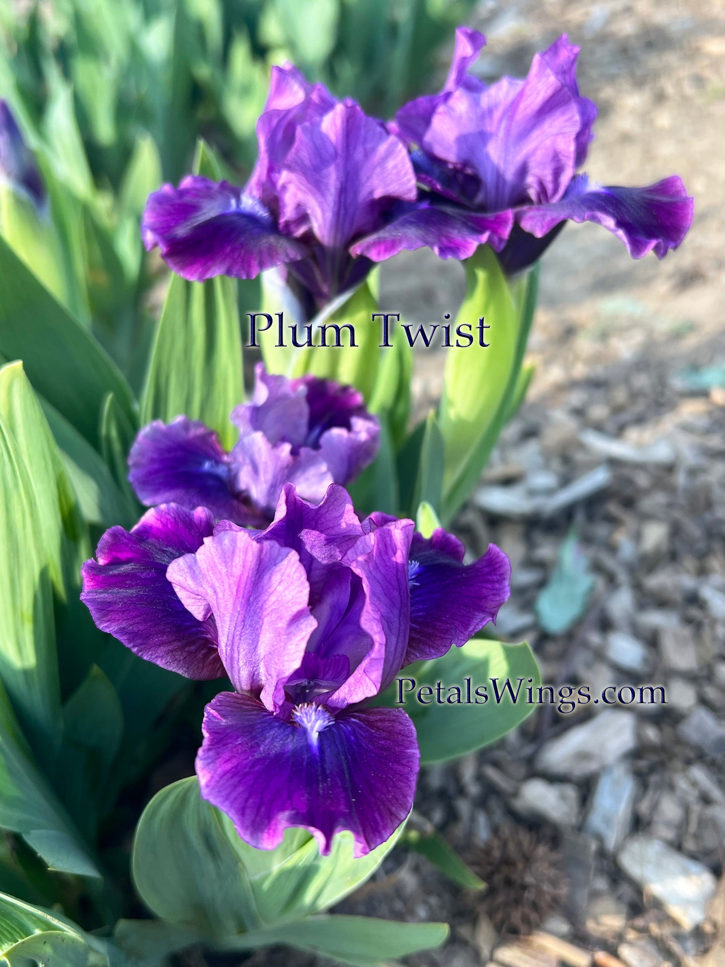 PLUM TWIST 2003 SDB - Fragrant