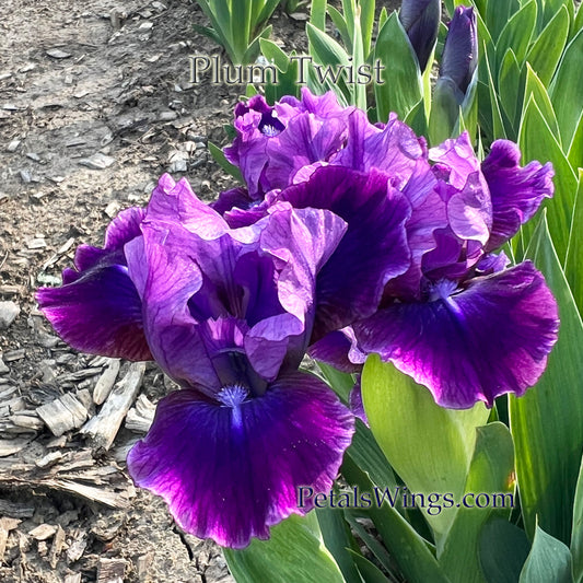 PLUM TWIST 2003 SDB - Fragrant