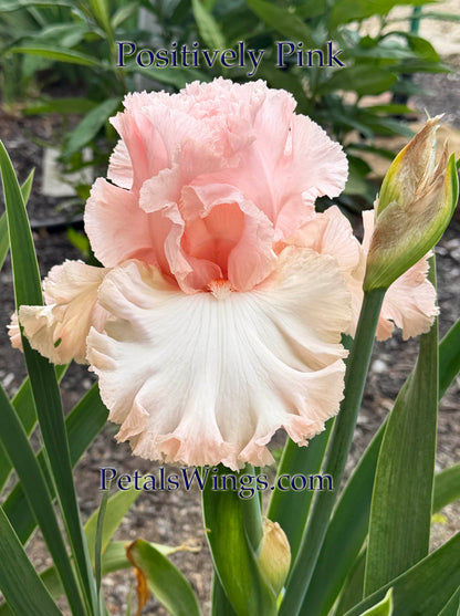 POSITIVELY PINK - 2023 - TB - Fragrant