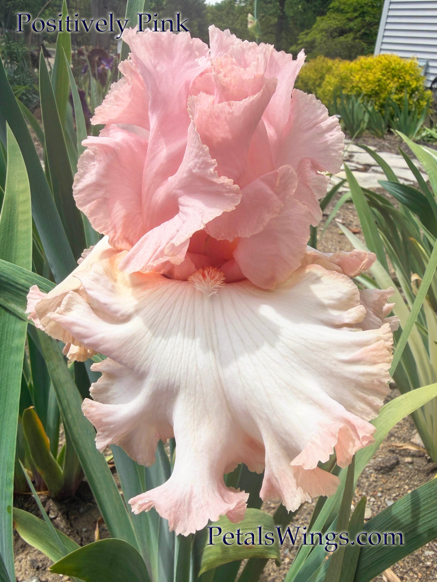 POSITIVELY PINK - 2023 - TB - Fragrant