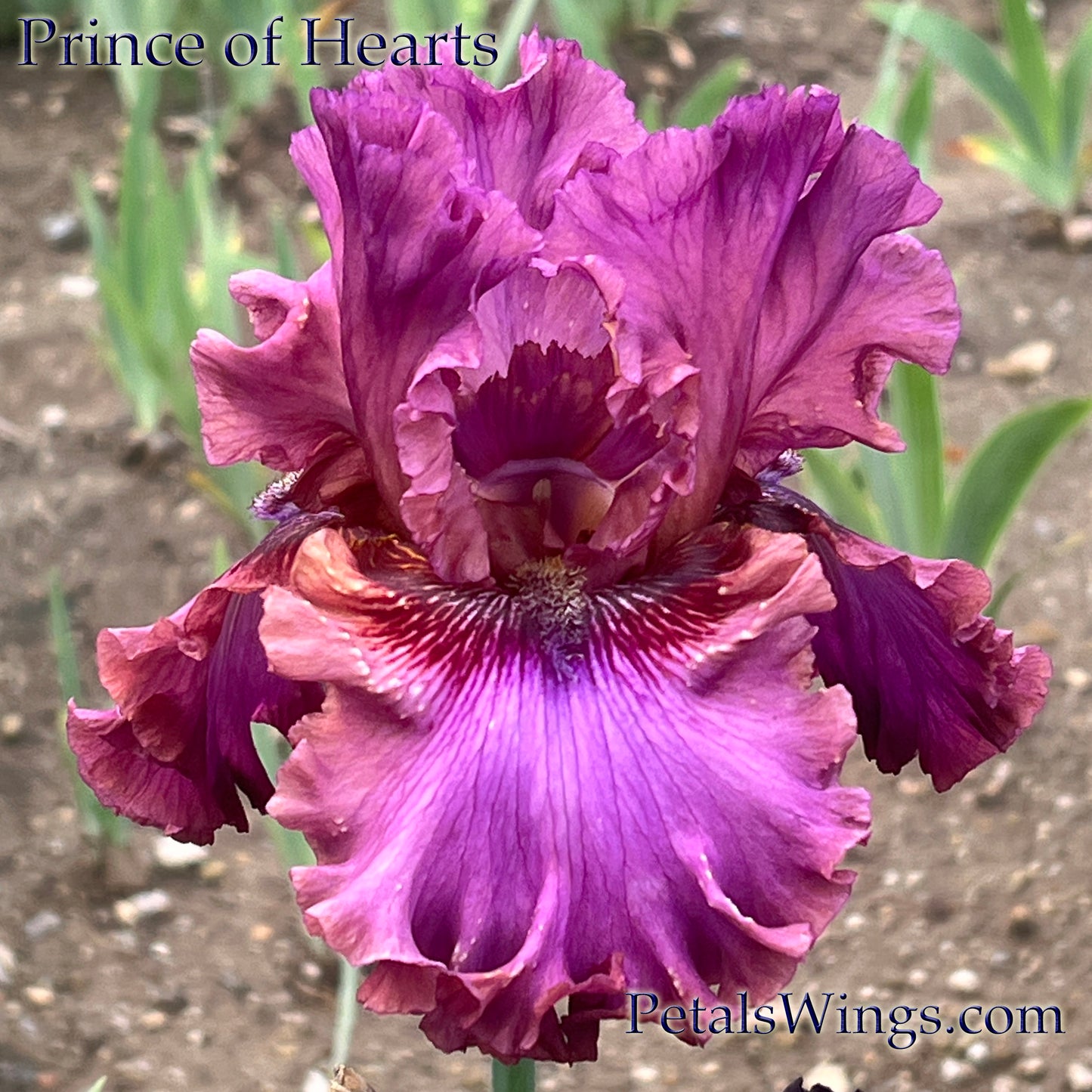 Prince of Hearts - Tall Bearded iris