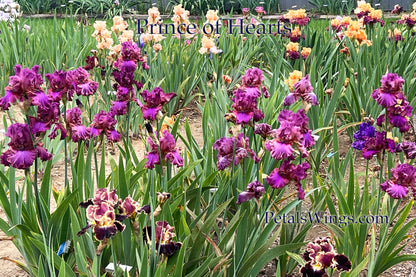 Prince of Hearts - Tall Bearded iris