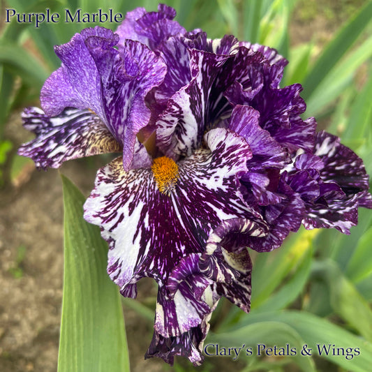 PURPLE MARBLE - 2021  Broken color Tall Bearded Iris