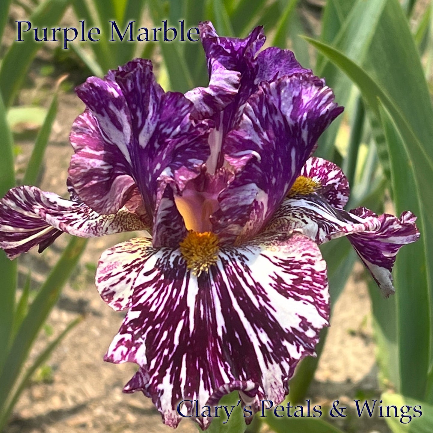 PURPLE MARBLE - 2021  Broken color Tall Bearded Iris