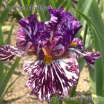 PURPLE MARBLE - 2021  Broken color Tall Bearded Iris