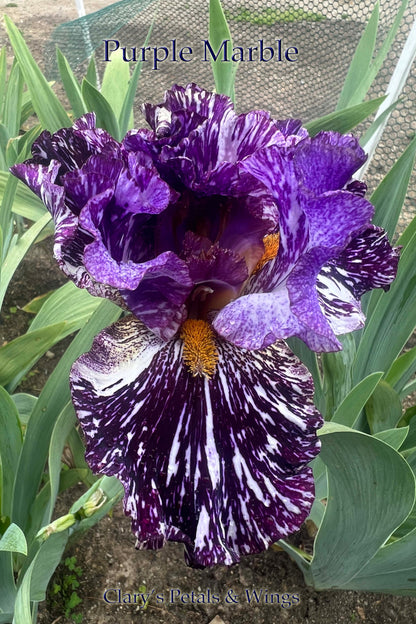 PURPLE MARBLE - 2021  Broken color Tall Bearded Iris