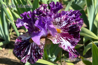 PURPLE MARBLE - 2021  Broken color Tall Bearded Iris