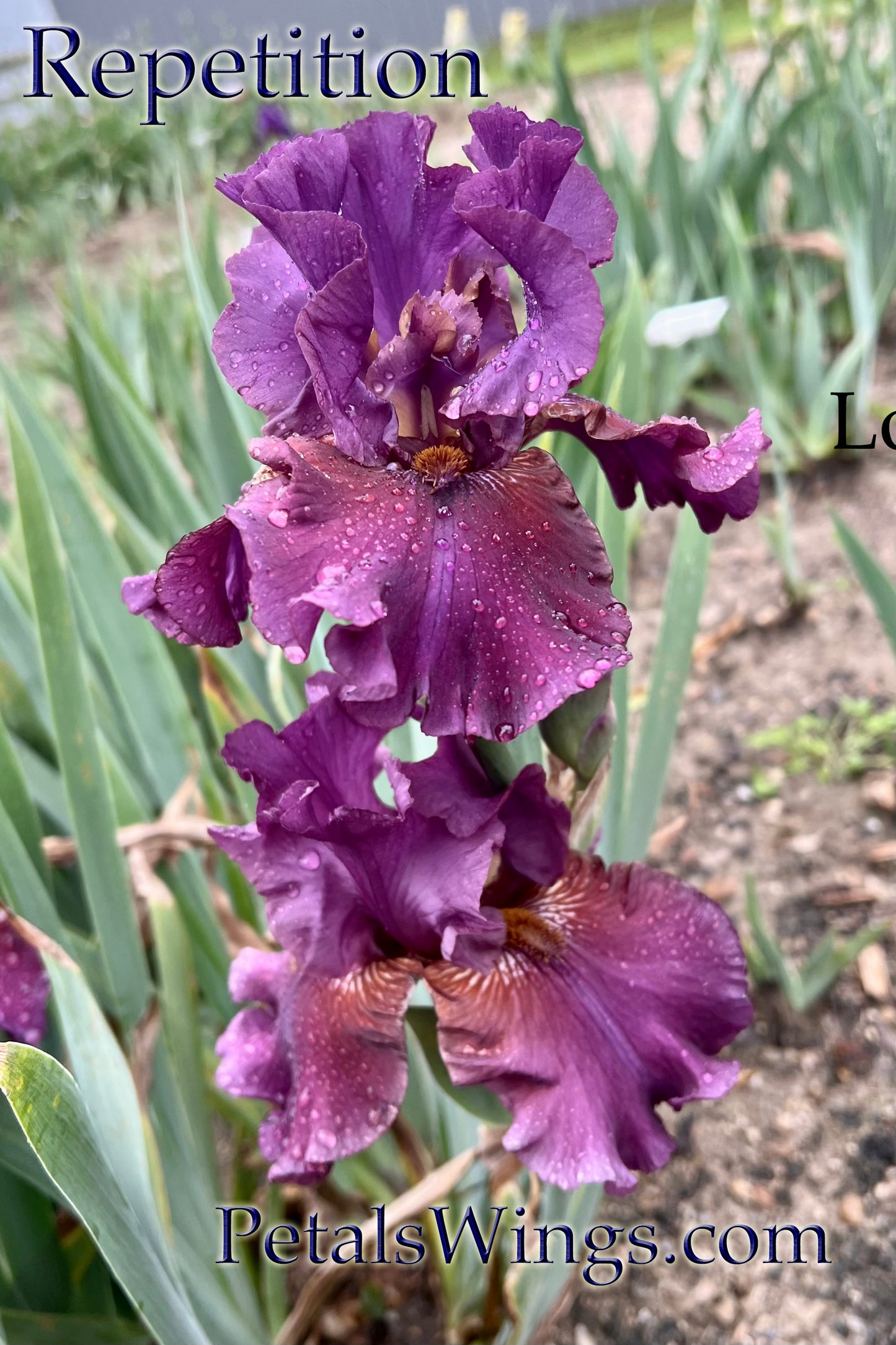 REPETITION -2013  TB - Reblooming & Fragrant