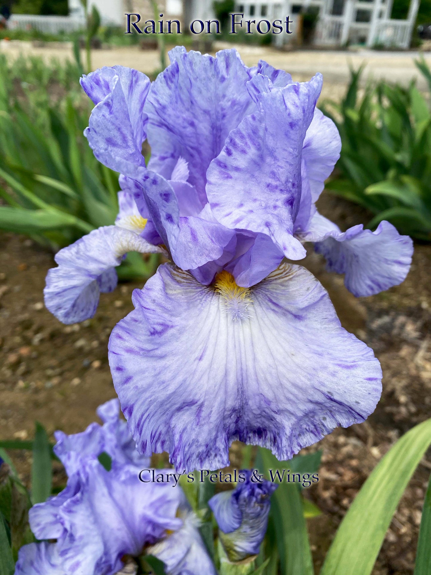 Rain on Frost 2009 Tall Bearded Iris