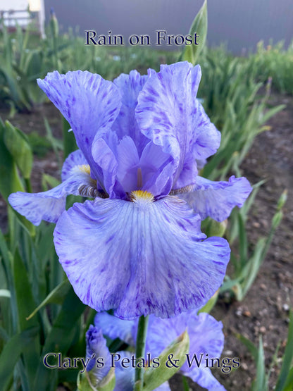 Rain on Frost 2009 Tall Bearded Iris