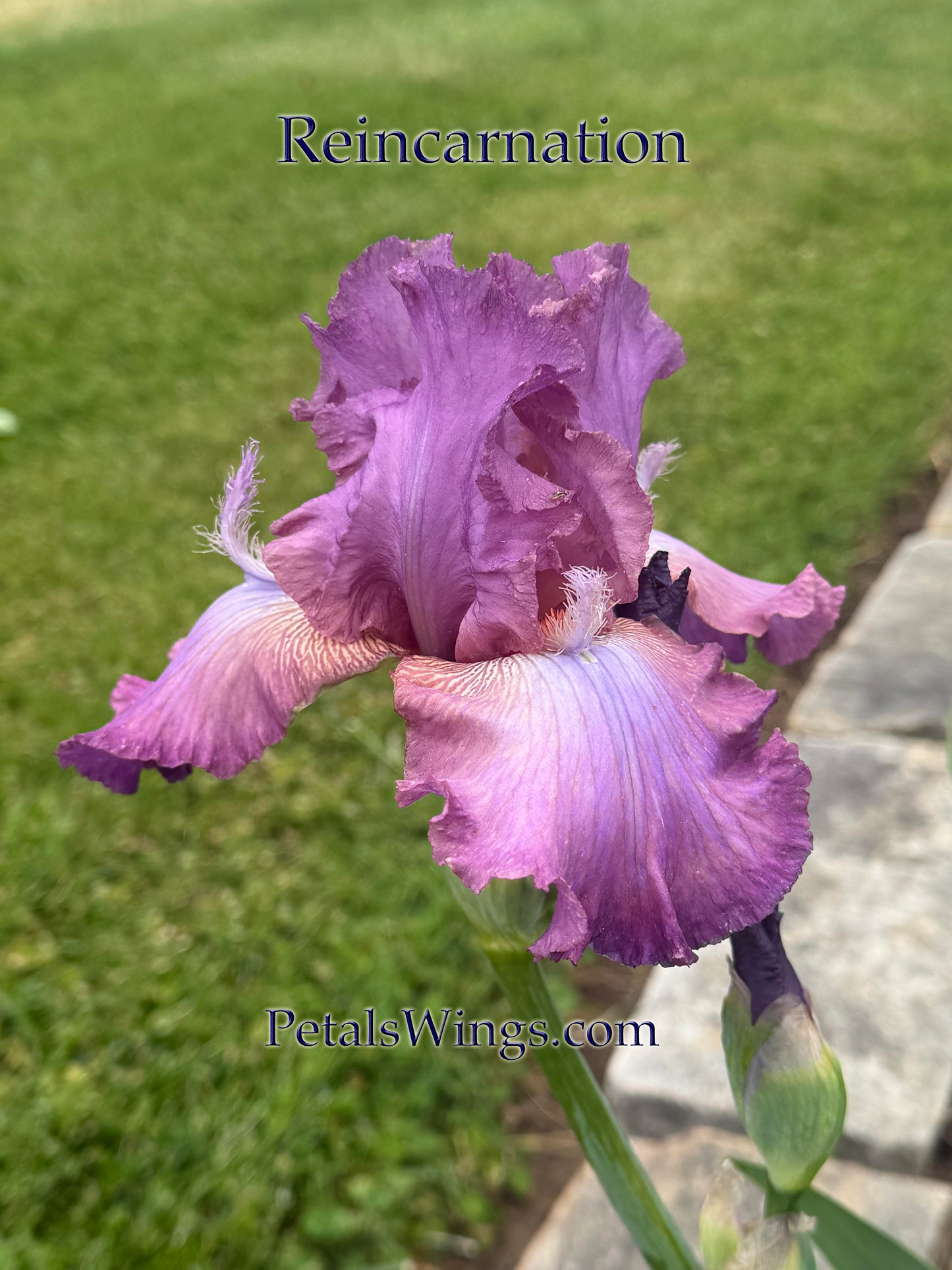 REINCARNATION -1989 - Historic, Reblooming & Fragrant