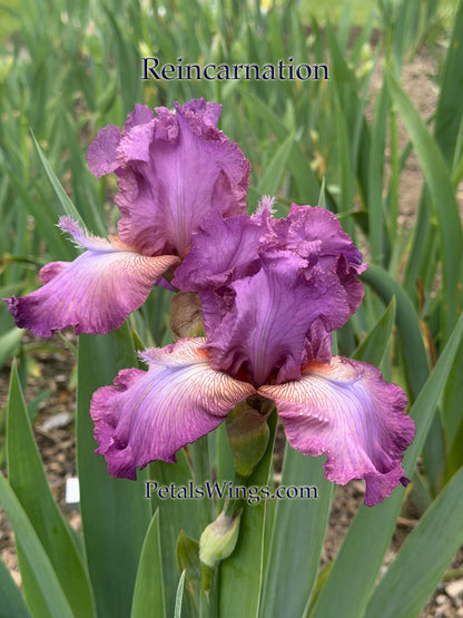 REINCARNATION -1989 - Historic, Reblooming & Fragrant