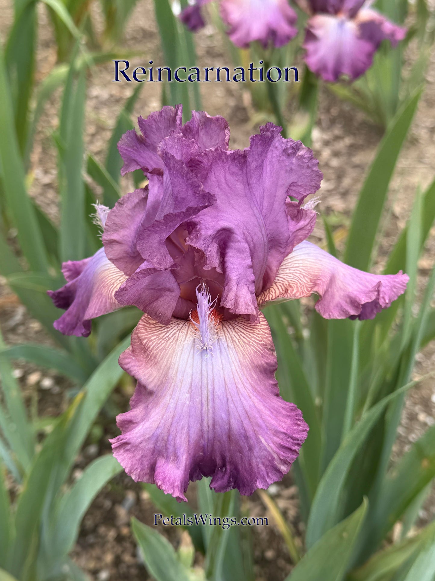 REINCARNATION -1989 - Historic, Reblooming & Fragrant
