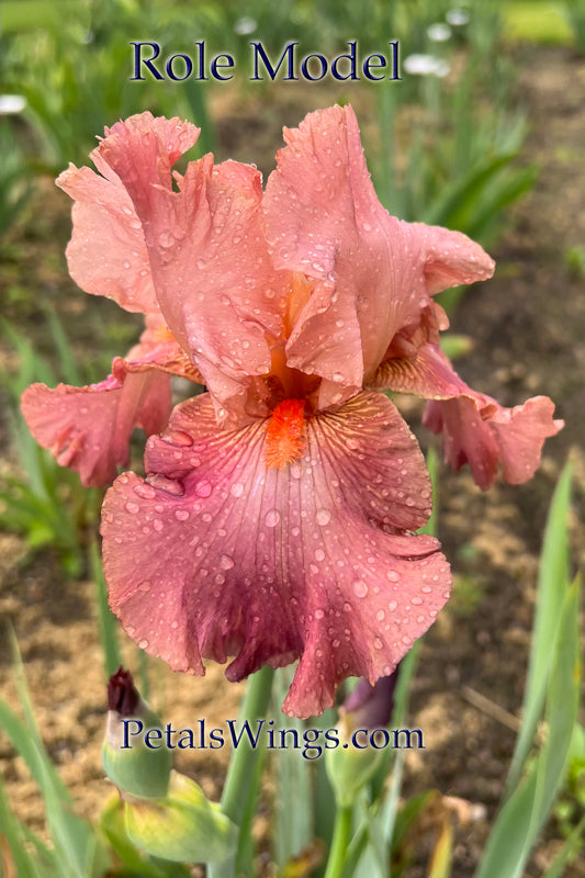 ROLE MODEL - 1988 - TB - Fragrant