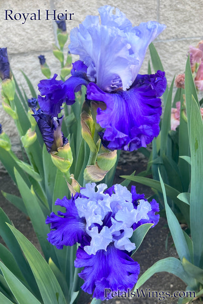 ROYAL HEIR - 2022  Tall Bearded Iris