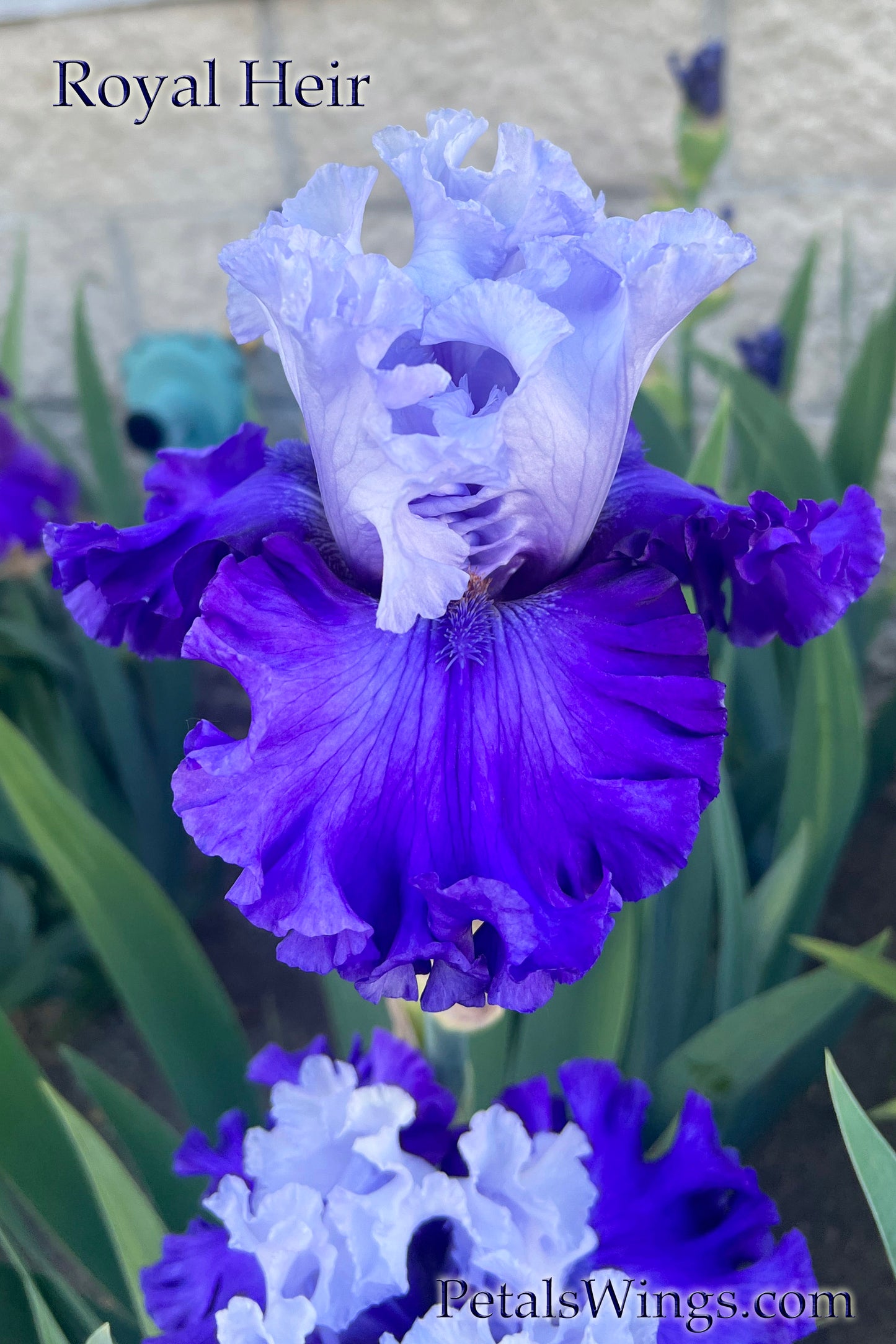 ROYAL HEIR - 2022  Tall Bearded Iris