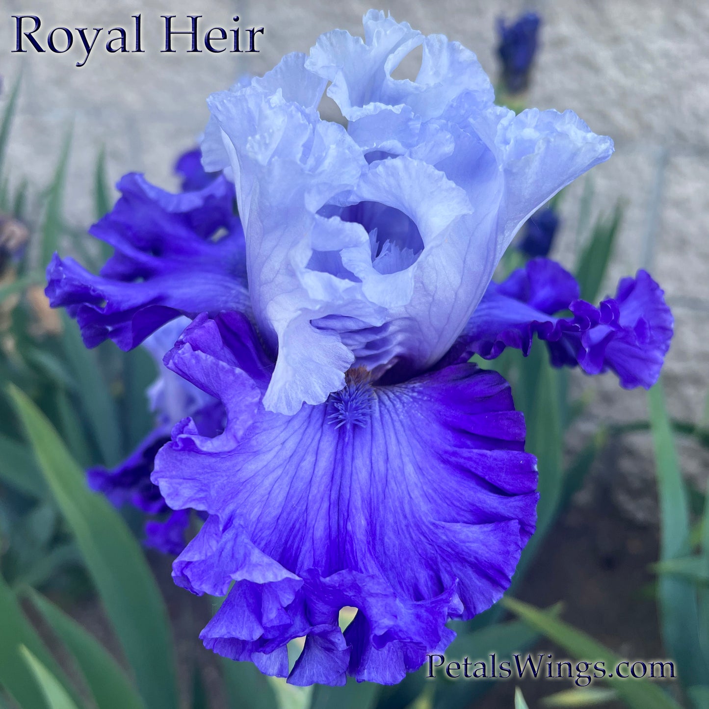 ROYAL HEIR - 2022  Tall Bearded Iris