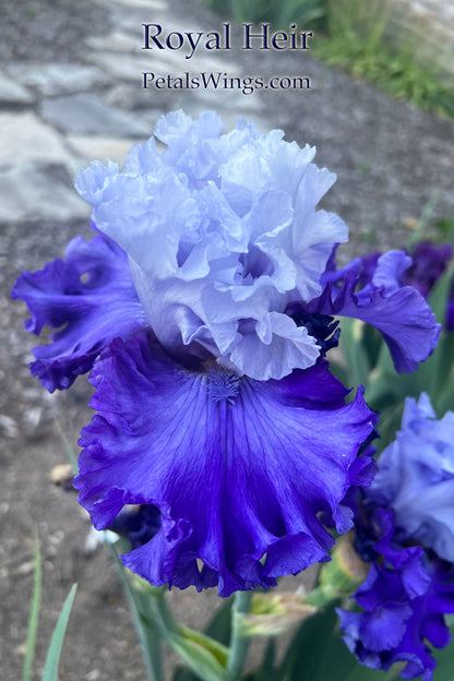 ROYAL HEIR - 2022  Tall Bearded Iris