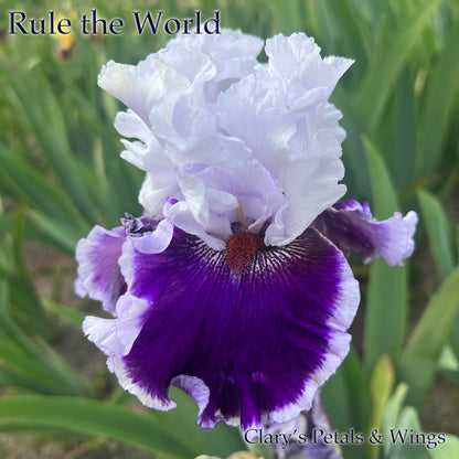 RULE THE WORLD - 2021  Tall Bearded Iris