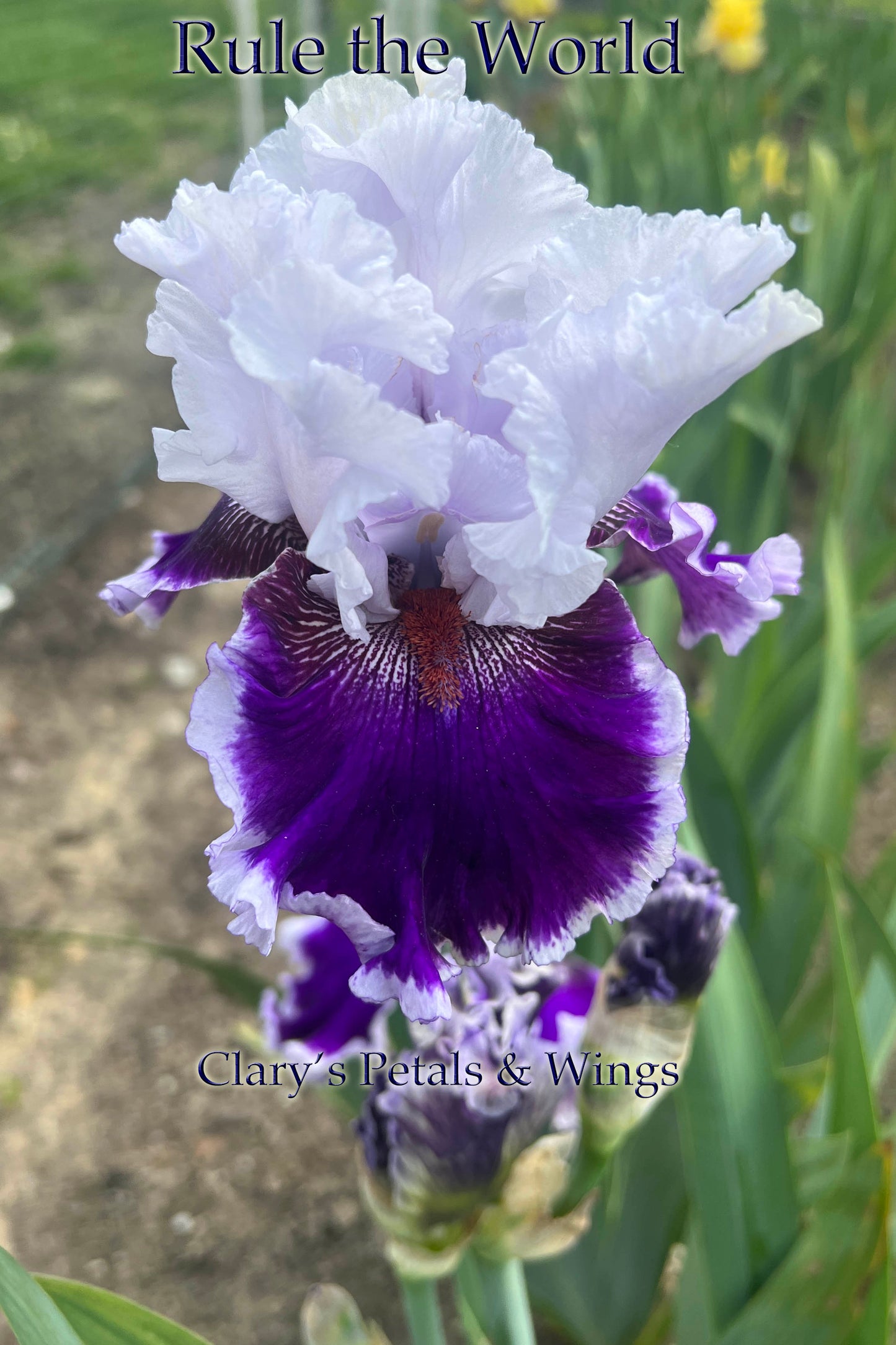 RULE THE WORLD - 2021  Tall Bearded Iris