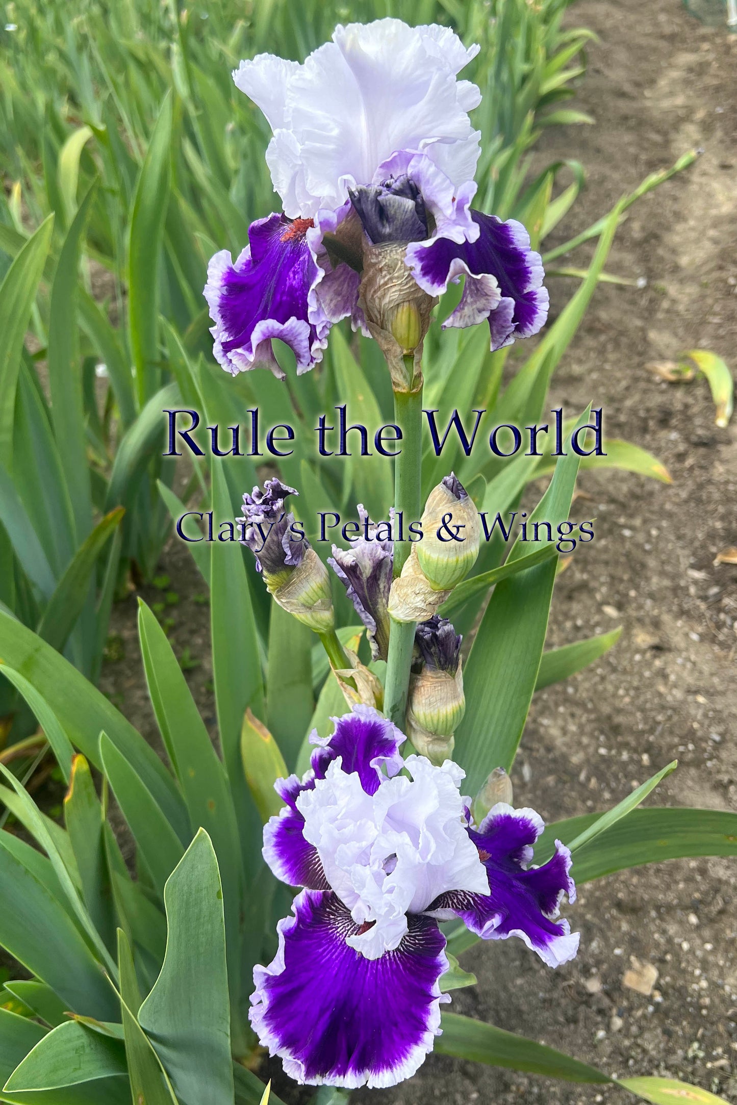 RULE THE WORLD - 2021  Tall Bearded Iris