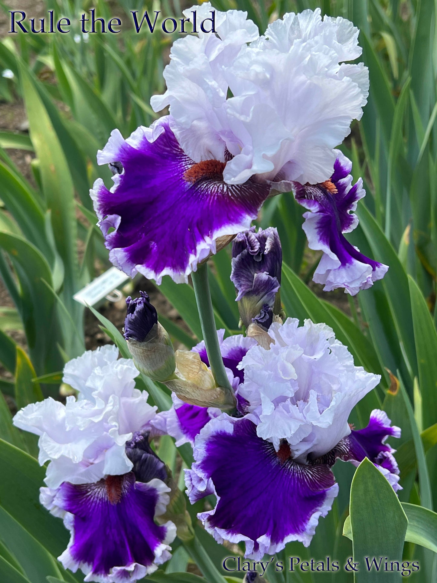 RULE THE WORLD - 2021  Tall Bearded Iris