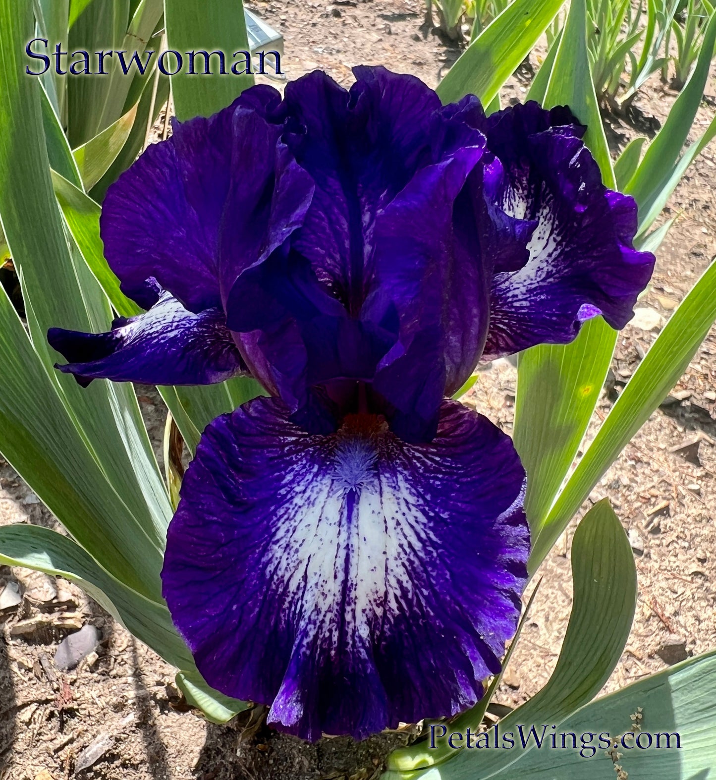 STARWOMAN - Intermediate Bearded Iris