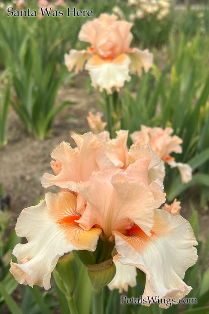 SANTA WAS HERE - 1997 Tall Bearded Iris - Award Winner