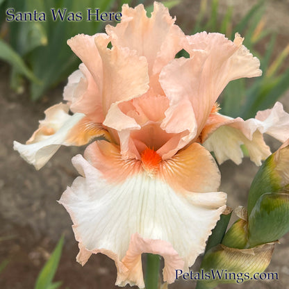 SANTA WAS HERE - 1997 Tall Bearded Iris - Award Winner