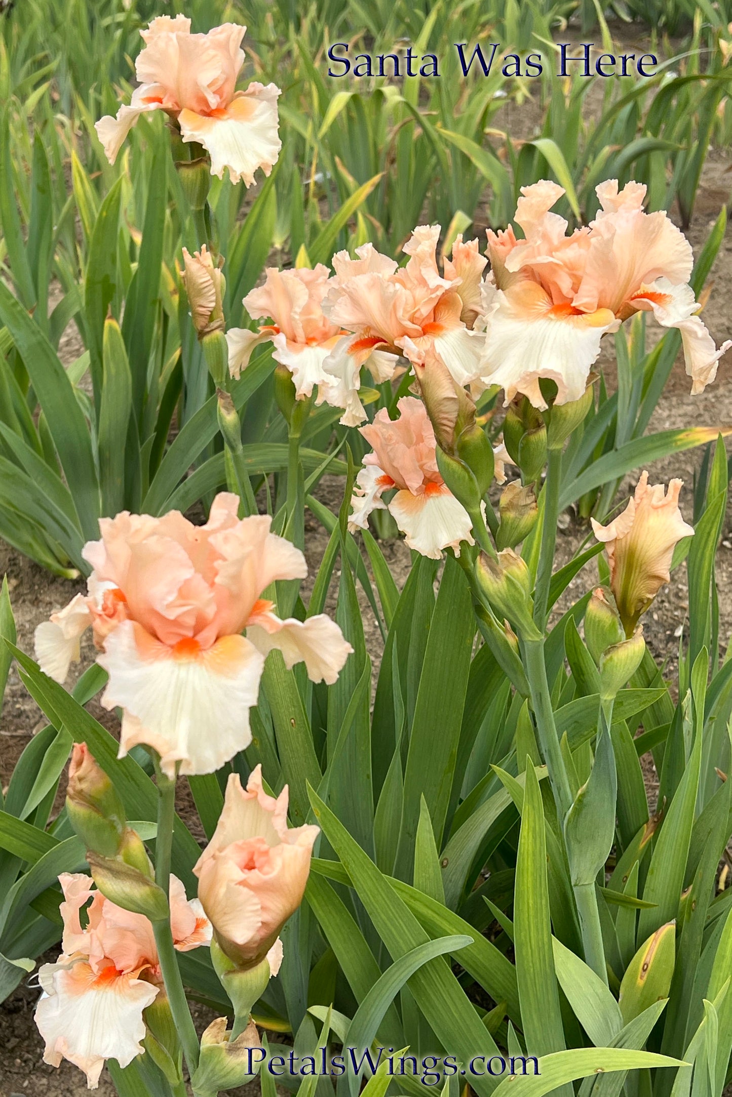 SANTA WAS HERE - 1997 Tall Bearded Iris - Award Winner