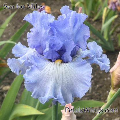 SEA FOR MILES - 2012 - Tall Bearded Iris